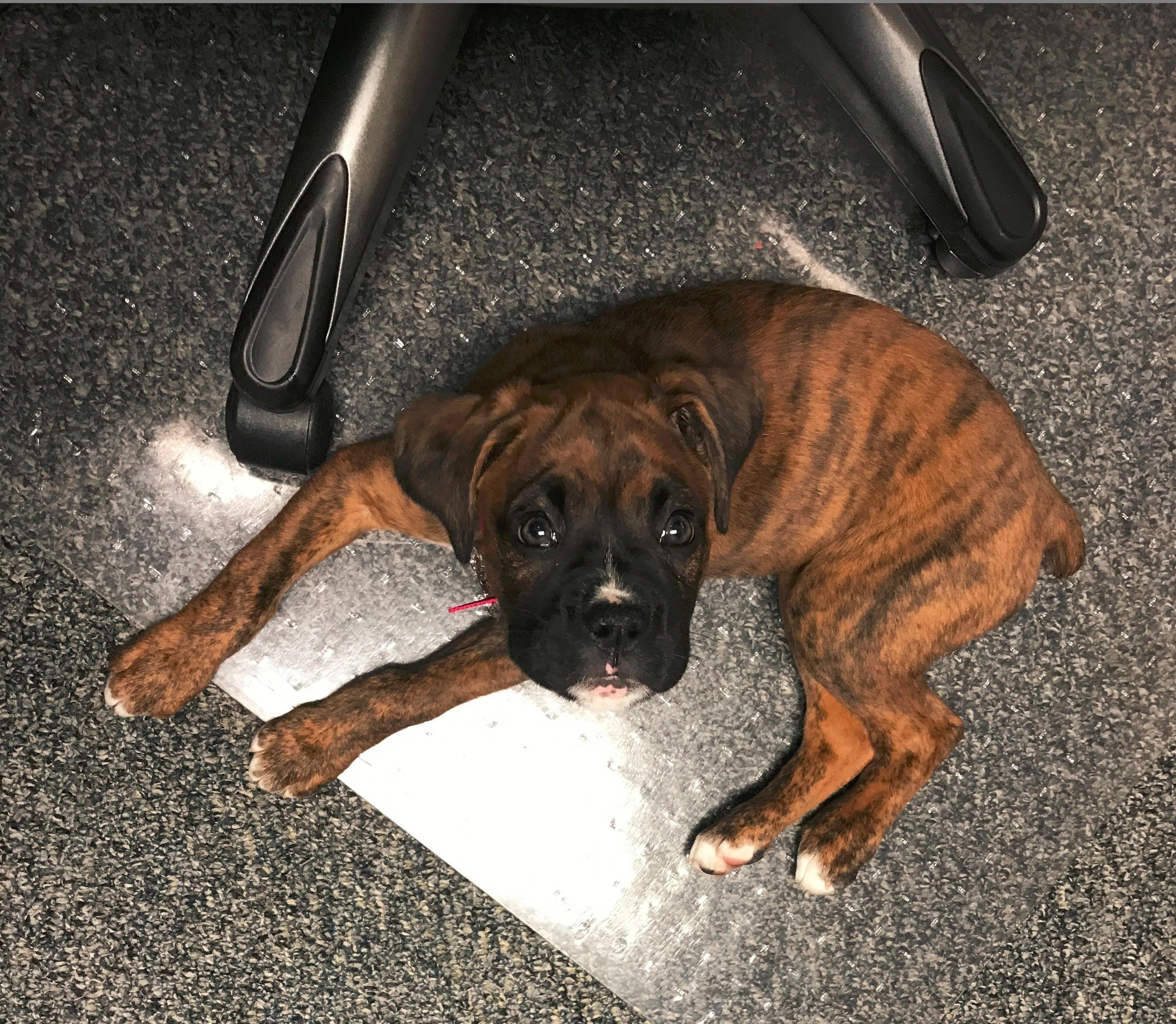 Sascha The newest team member!