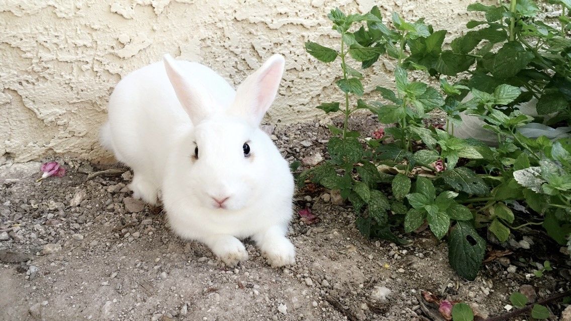 Marcia's bunny in her outdoor photo shoot.