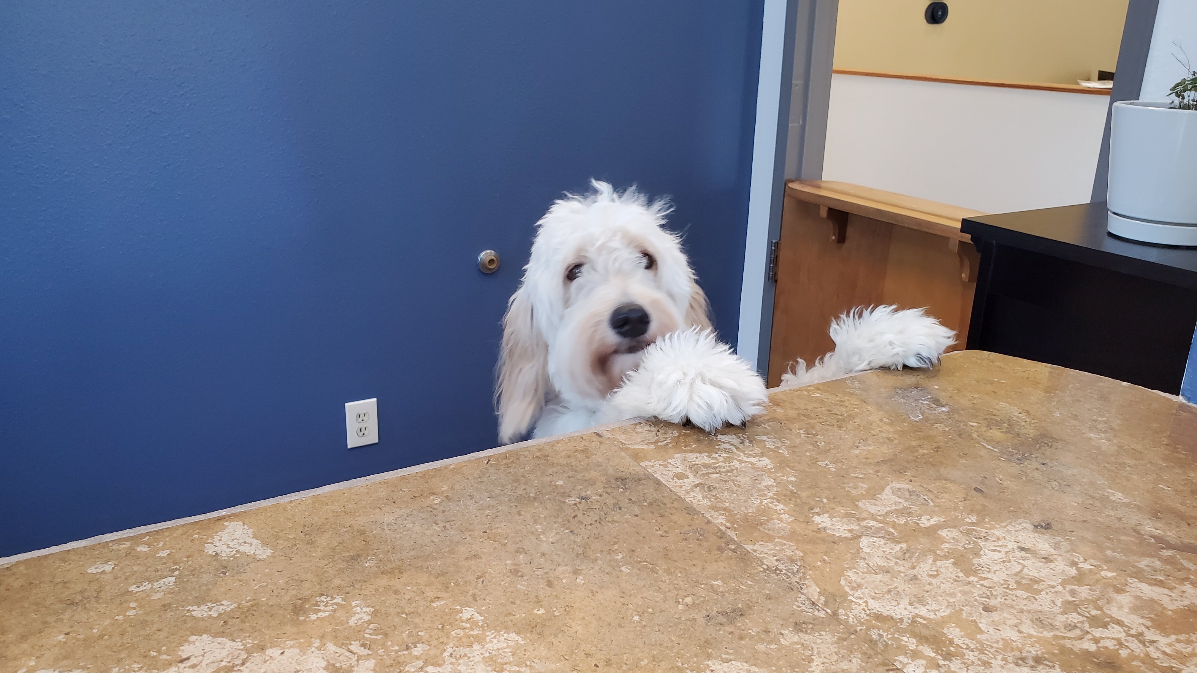 Dagney the Allstate Dog covers the front desk