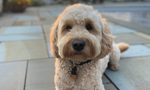Photo of agent