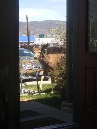 Mr. Deer came in to say Hello!!