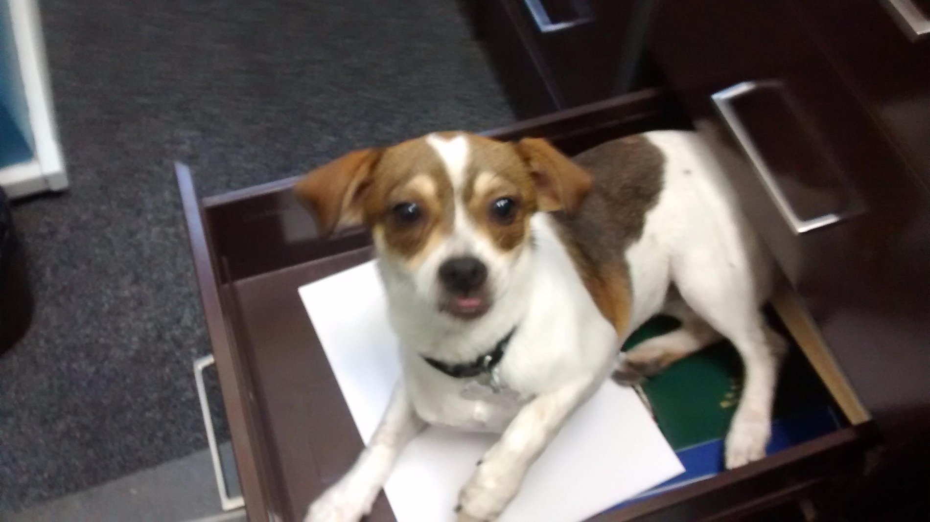 Penny at home in the desk drawer