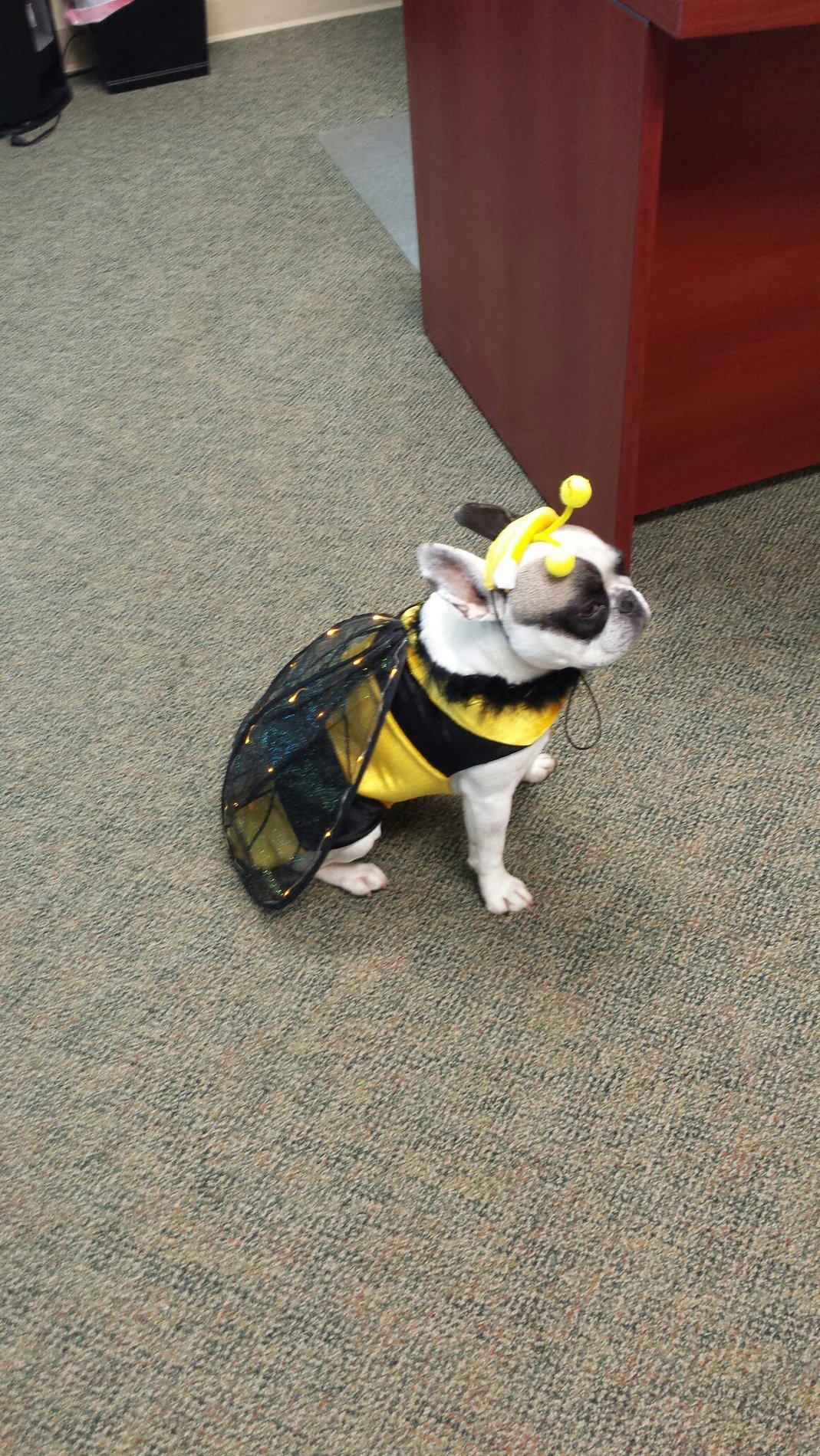 Halloween at the LeVan Agency