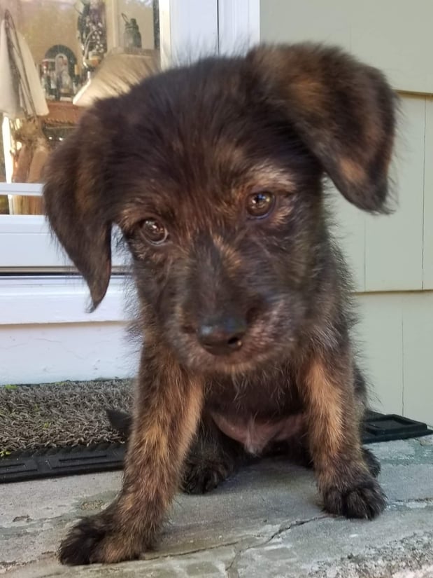 Woodrow as a puppy! He is the cute younger brother. Our staff loves animals!
