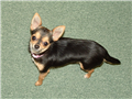 Photo of Daisy