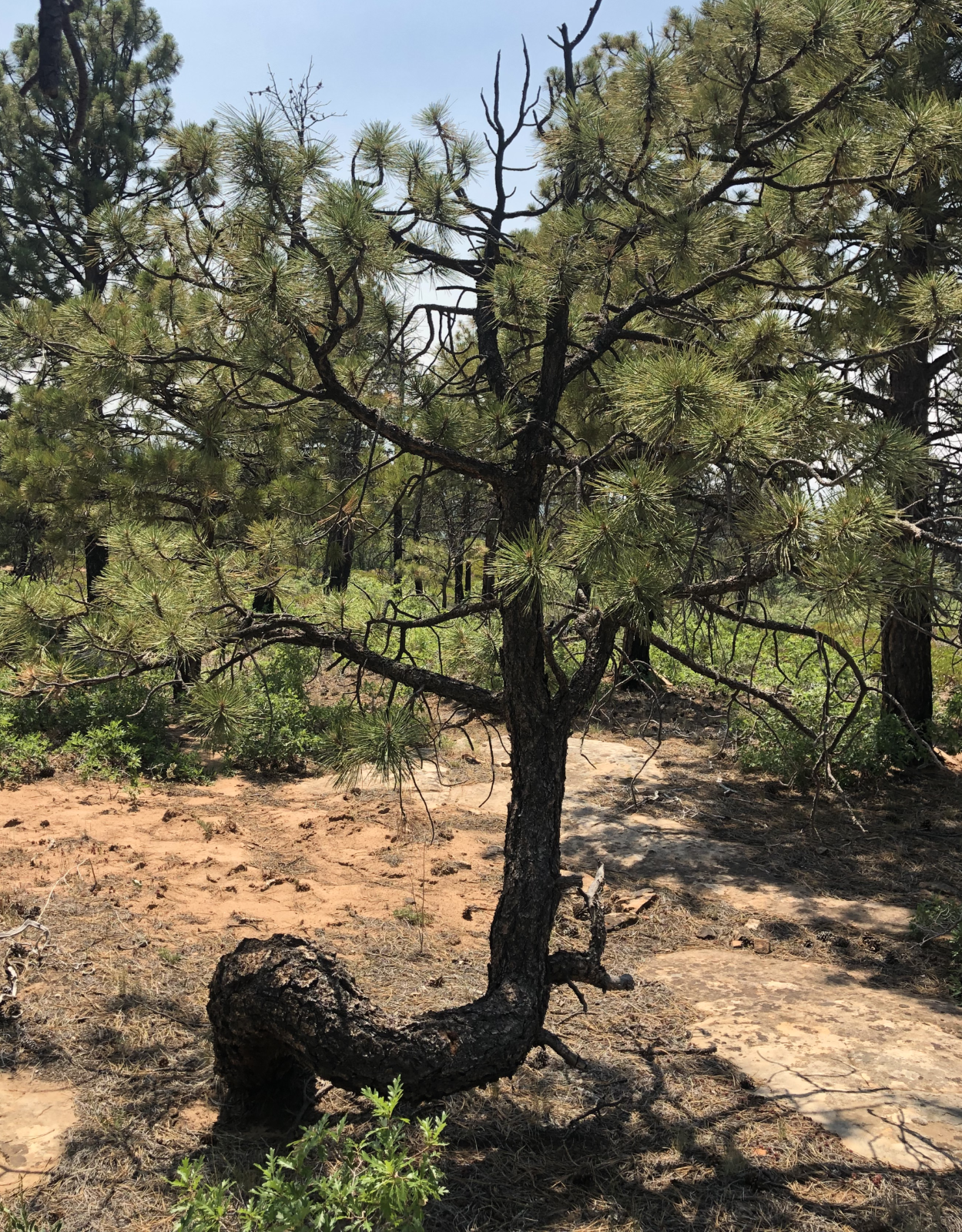 Twisted tree
