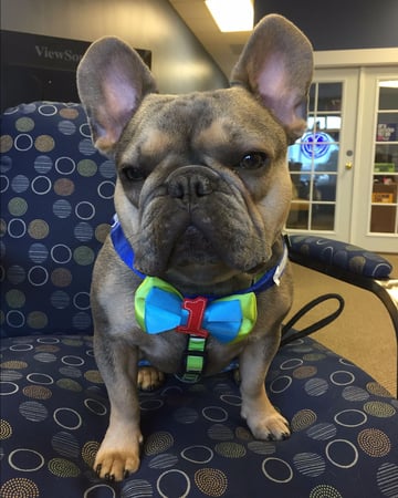 Photo of agent