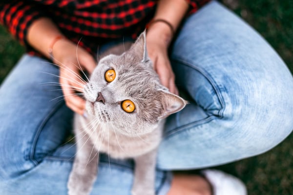 Katzenkrankenversicherung der Barmenia
