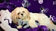 Photo of Layla
