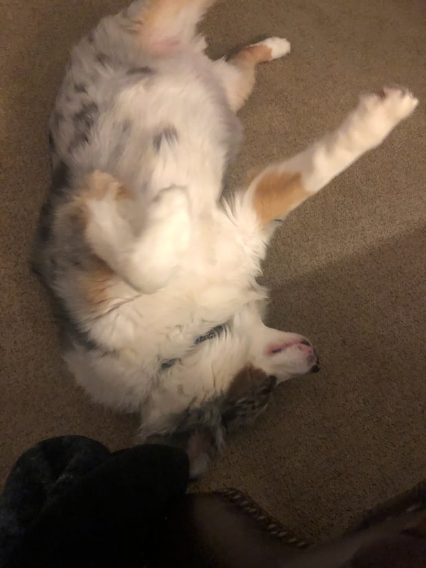 Cooper