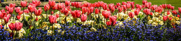 May-Flowers-Header-Image