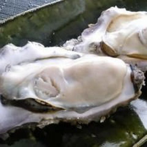 蒸し牡蠣・焼き牡蠣(一個)