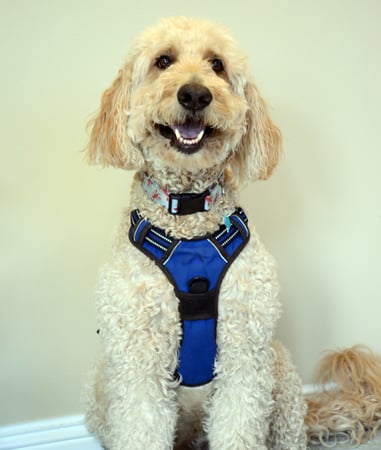 Photo of agent