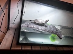 Karen our office Turtle