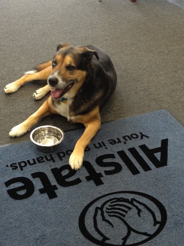 Melissa Rippy - The Rippy Agency is pet-friendly! Melissa's dog, Wrigley Field even makes an occasional visit to the agency to say hello.