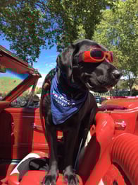 Photo of Cooper