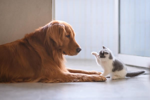Hund und Katze richtig abgesichert mit der Hunde-Krankenversicherung und Katzen-Krankenversicherung