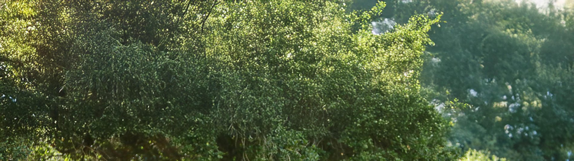 Hero Background Image