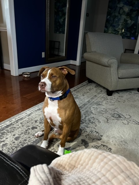 Hank