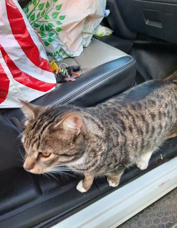 Help protect your car and your home so even your cat can feel safe.