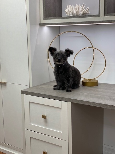 The Best Design Assistant white cabinets with grey countertop and small dog on top