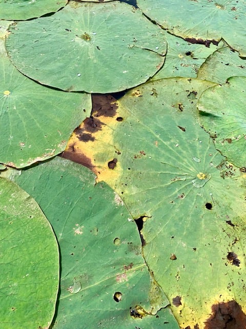Lilly Pads
