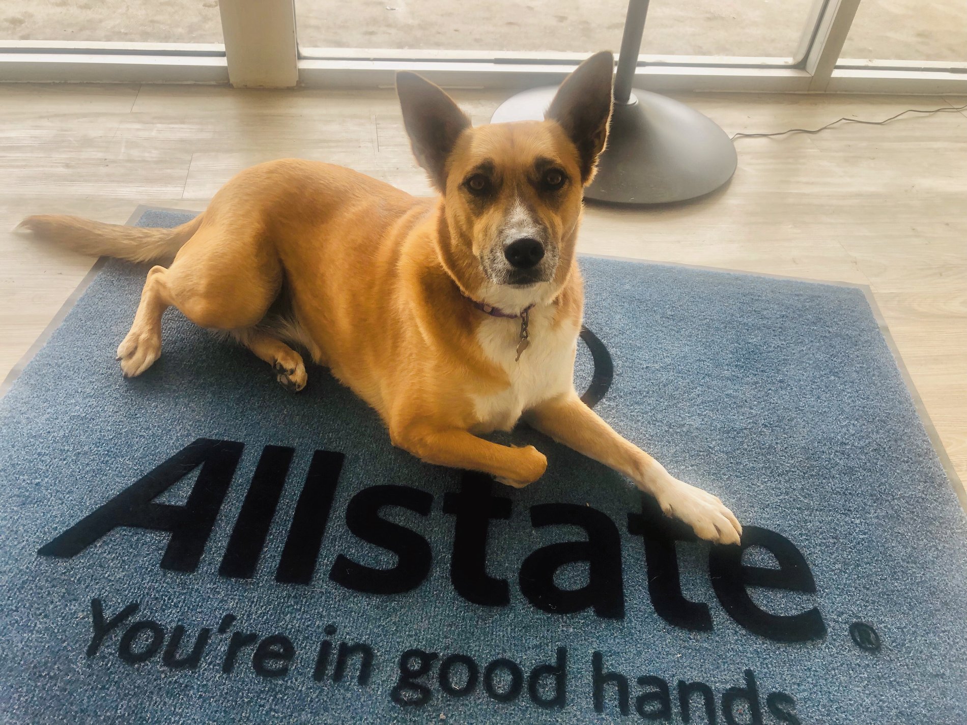 Bring your pup to work Mondays!