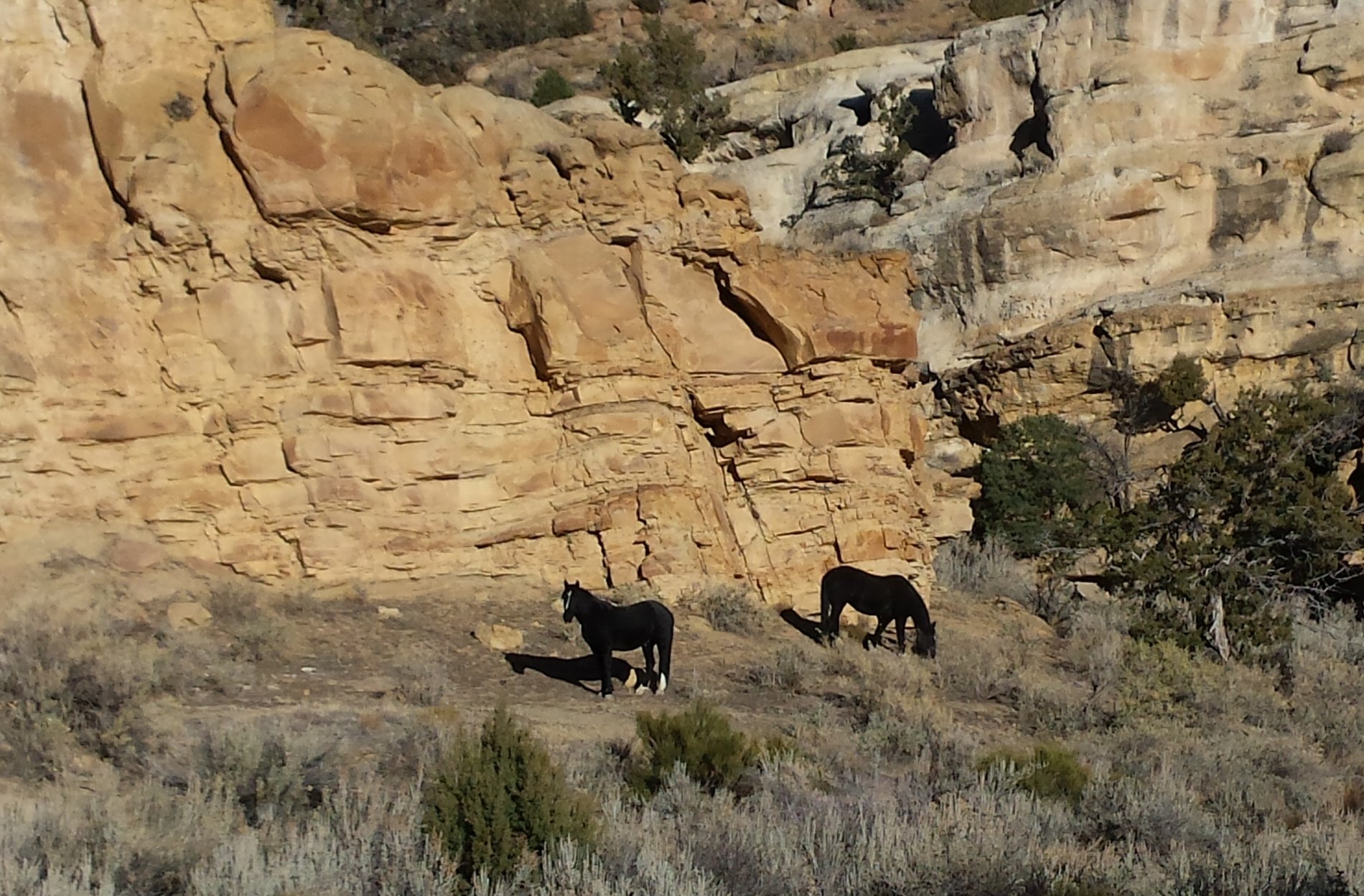 The wild mustangs back behind the Bookcliffs -- beautiful!