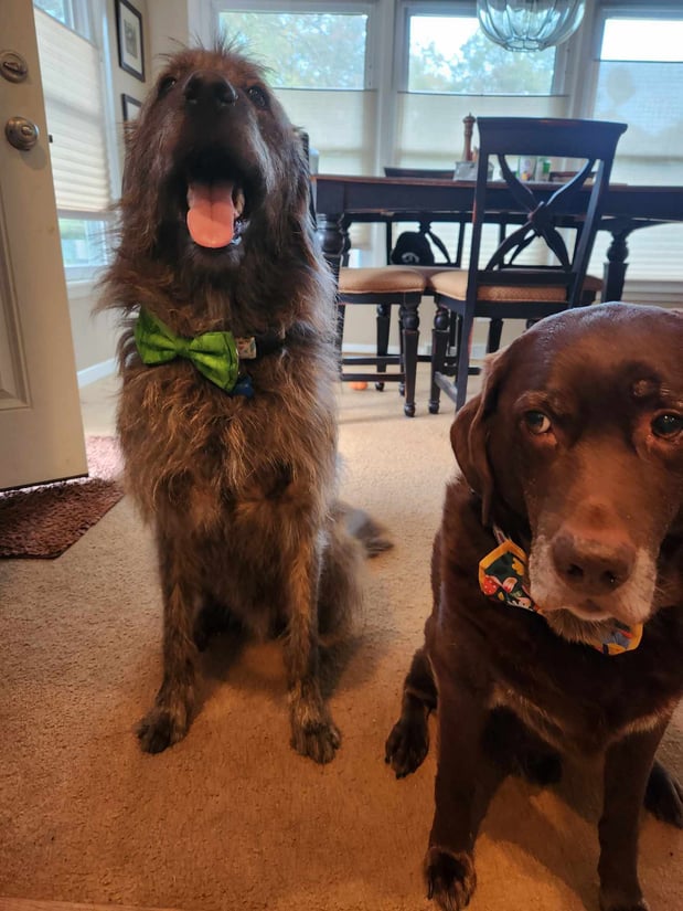 All dressed up with bow ties!