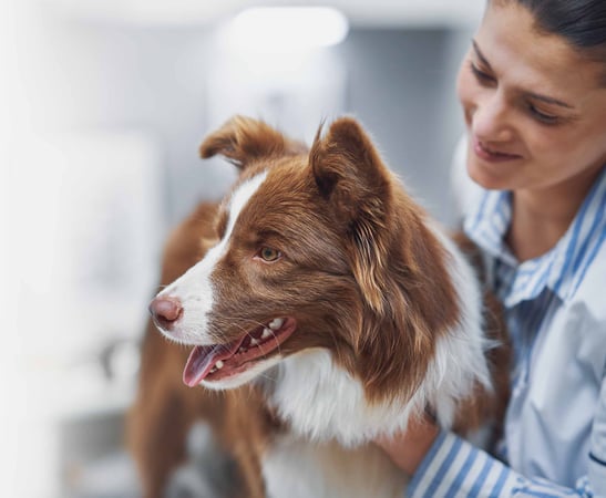 Meijer deals veterinary clinic