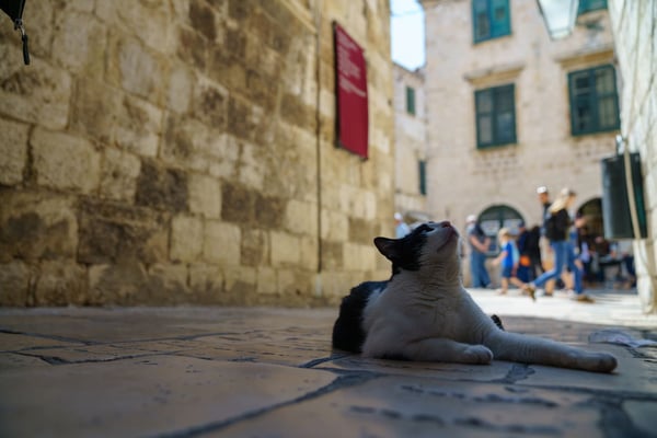 路地裏の野良猫