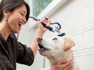 Mobile Grooming North Plano | Petco