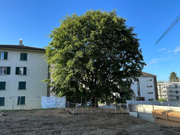 ELLEXA Sàrl, Soins aux arbres à Attalens