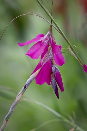 dierama pauciflorum Angel's Fishing Rod Bright pink flaring