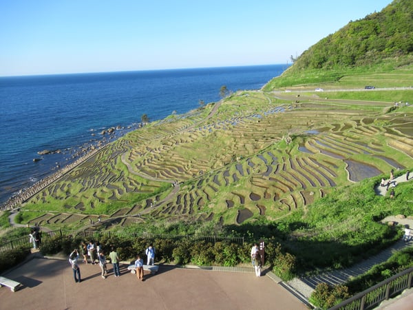 春ごろの田植えは一大イベントとなっている