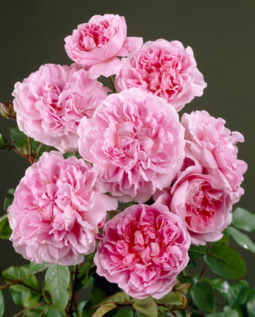 Rose dieback / RHS Gardening