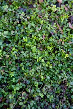 Small Leaf - Creeping Wire Vine - Muehlenbeckia axillaris