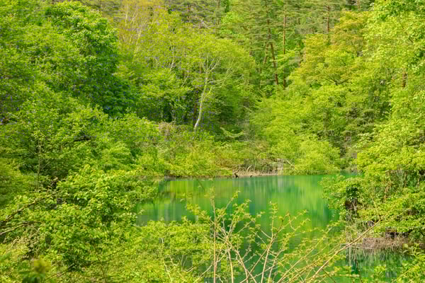 初夏の竜沼