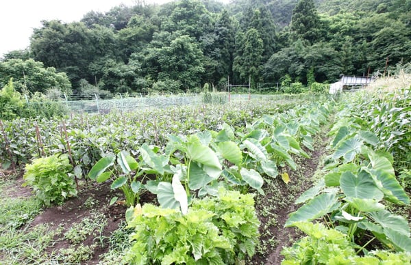 食べて安心のおいしい野菜作りをする自家農園