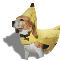 dog in banana costume