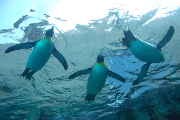 水中トンネルからは空を飛ぶようなペンギンの姿が！