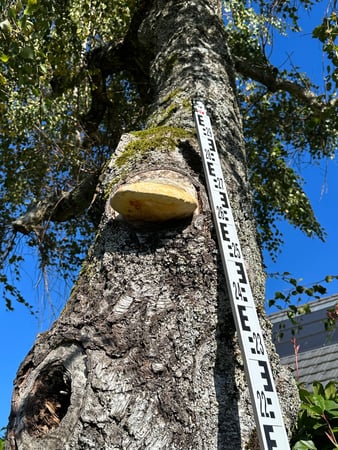 ELLEXA Sàrl, Soins aux arbres à Attalens