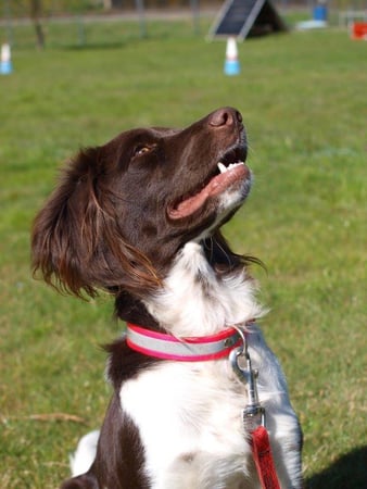 Associazione Cinofila Security Dog School - Corsi