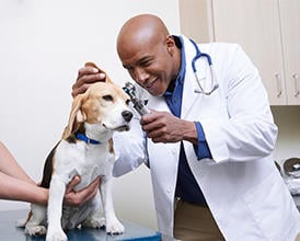 Convenient care at THRIVE Affordable Vet Care