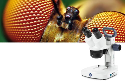Euromex microscope stéréo