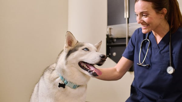 dog with its tongue out