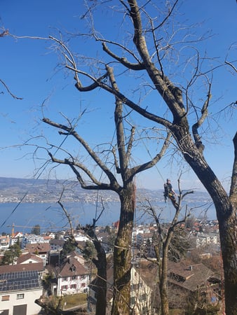 Grosse Bäume, grosses Team.