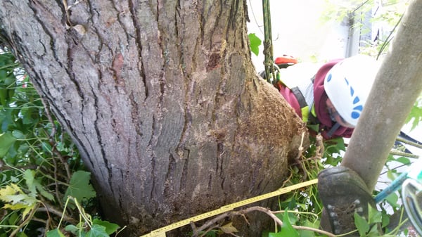 Vermessung einer Schadstelle an einem Silberahorn