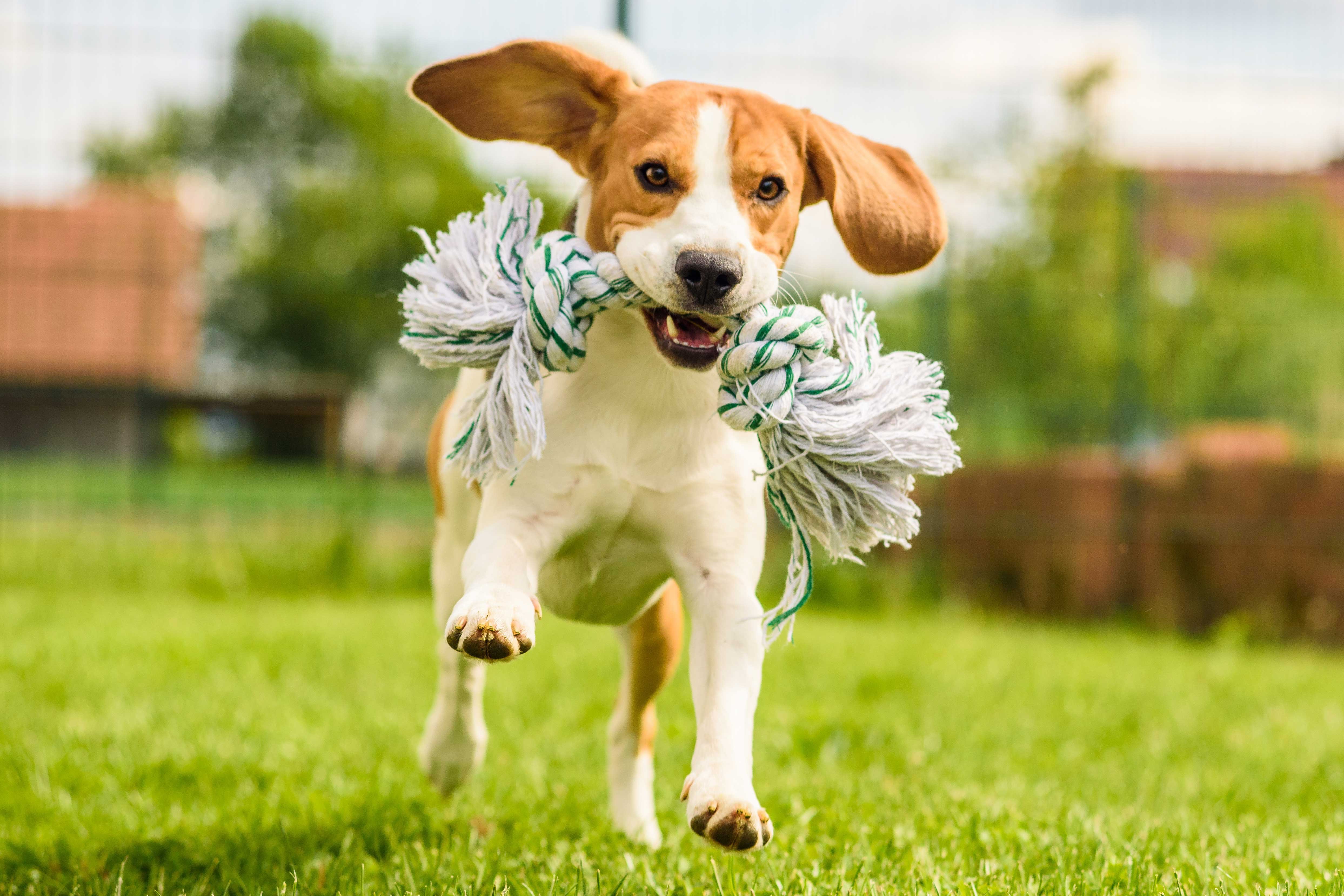 dog food and supplies in Westminster