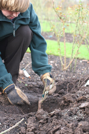 Rose dieback / RHS Gardening